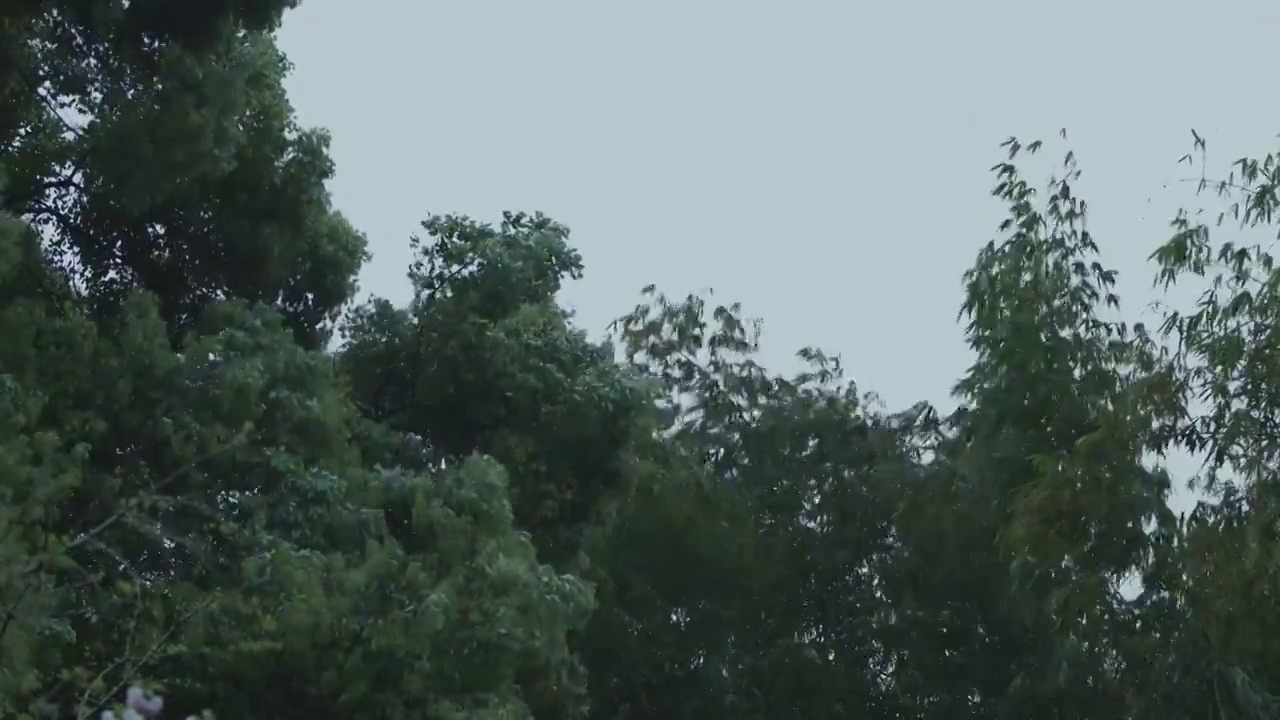 下雨天大风的竹林自然风光视频素材