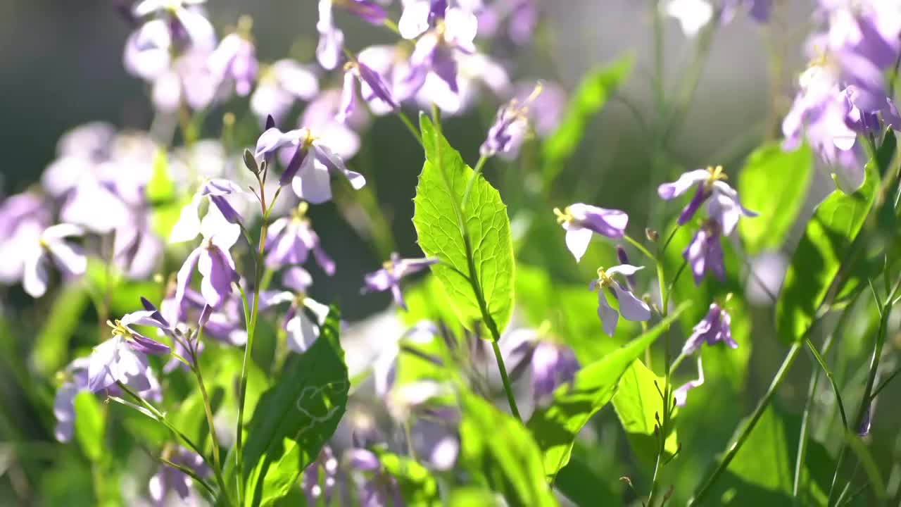 二月兰特写镜头视频素材