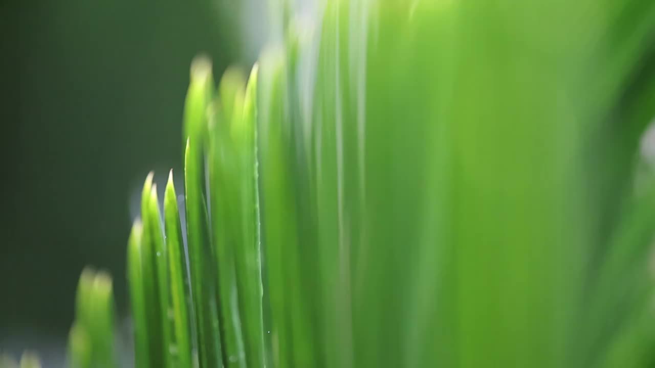 雨后针叶生态视频素材