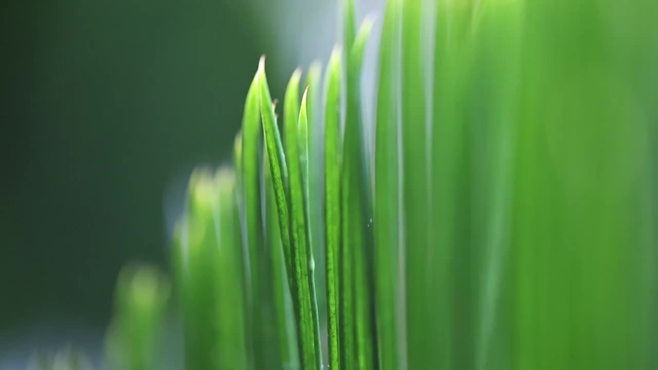 雨后针叶生态视频素材