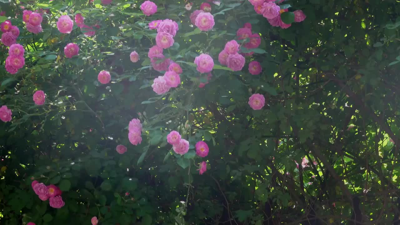 青岛夏季盛开的蔷薇视频素材