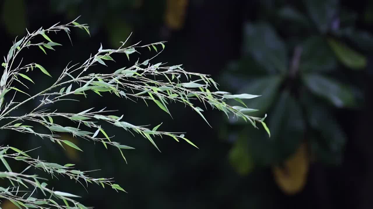 雨夜风竹视频素材