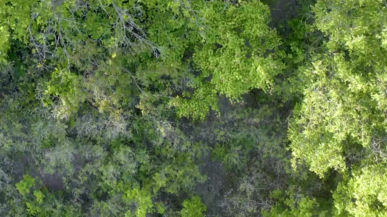 树木茂密的山林视频素材