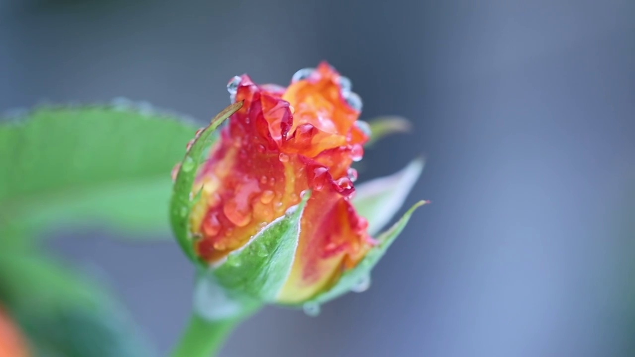 雨中的月季 Chinese Rose视频素材