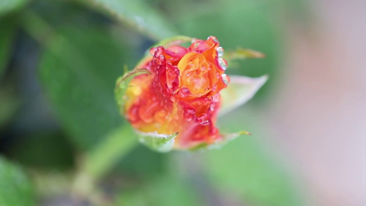 雨中的月季 Chinese Rose视频素材