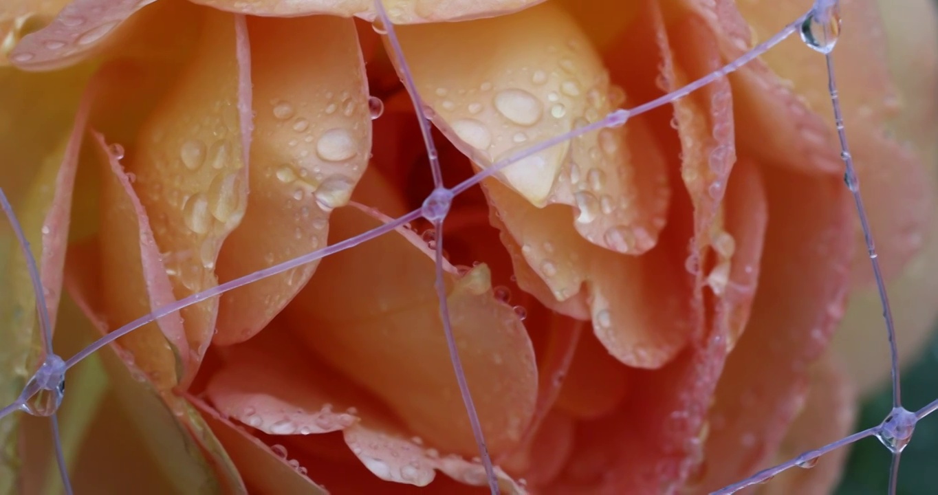 雨中的月季 Chinese Rose视频素材