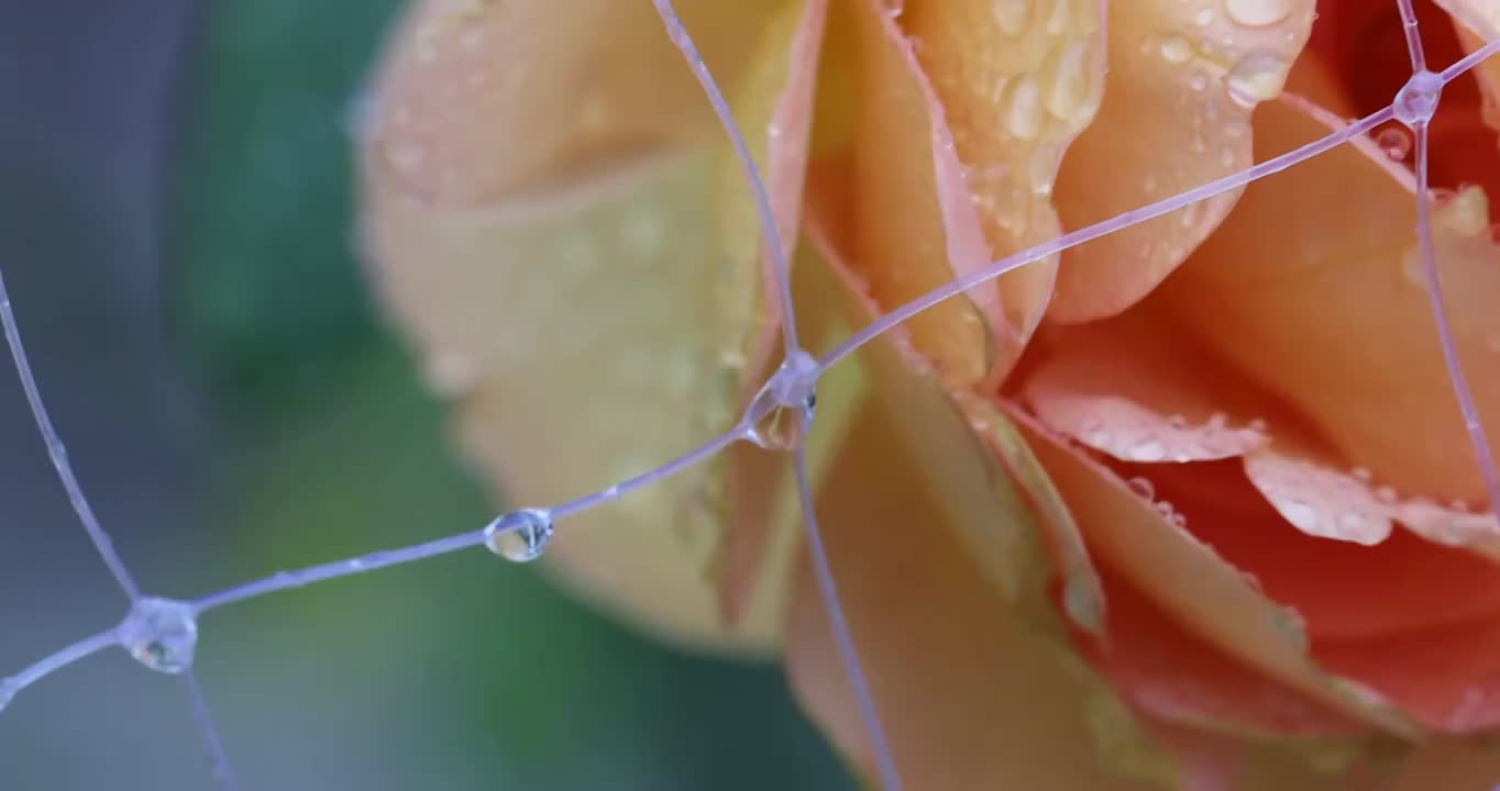 雨中的月季 Chinese Rose视频素材