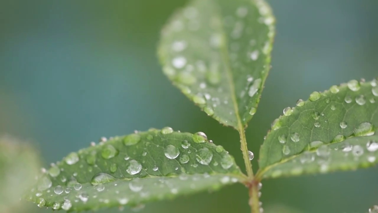 雨中的月季 Chinese Rose视频素材