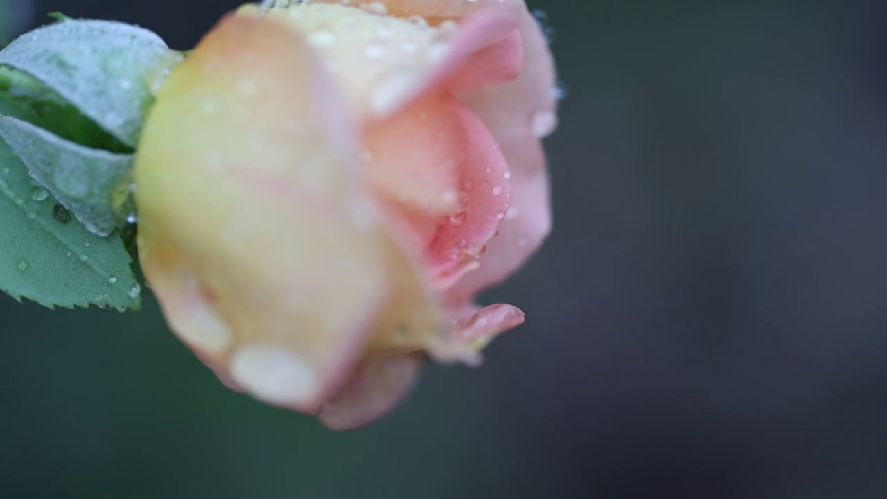 雨中的月季 Chinese Rose视频素材