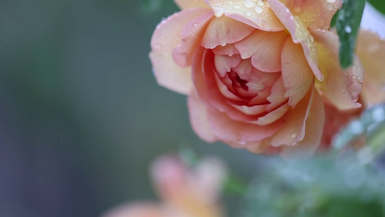 雨中的月季 Chinese Rose视频素材