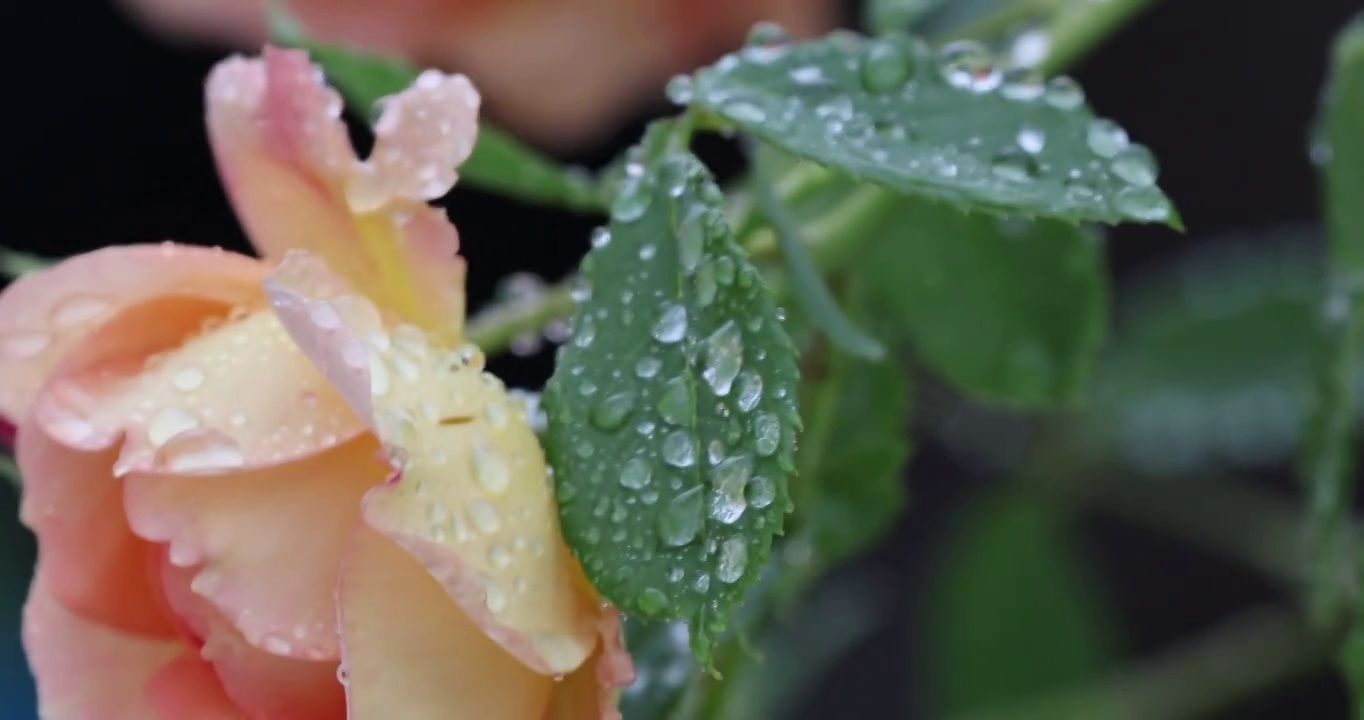 雨中的月季 Chinese Rose视频素材