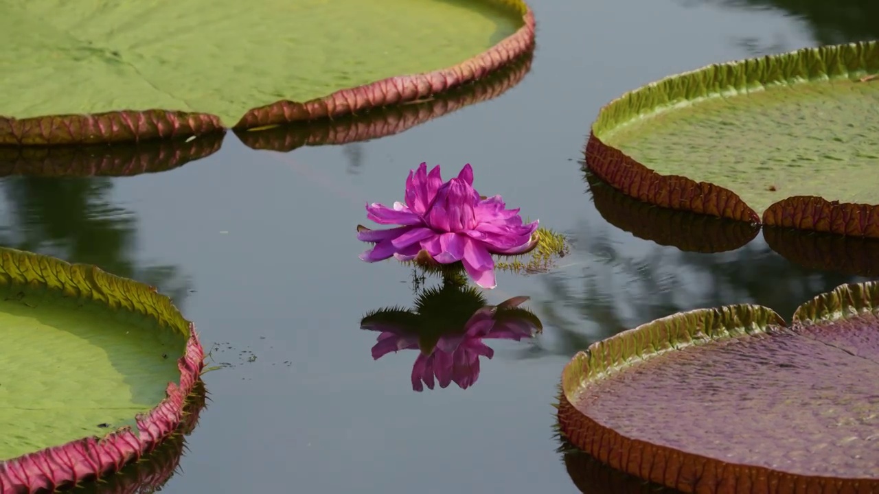 克鲁兹王莲开花视频素材