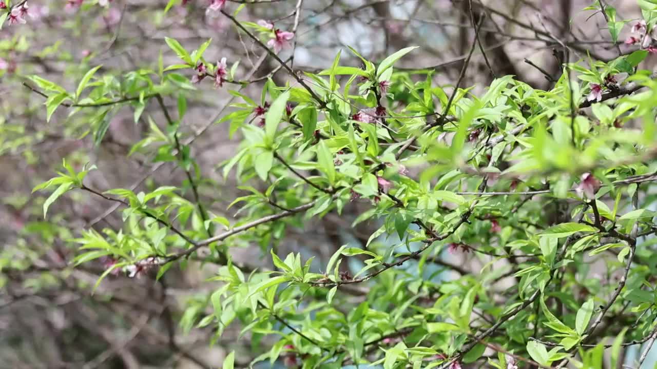 桃花视频素材