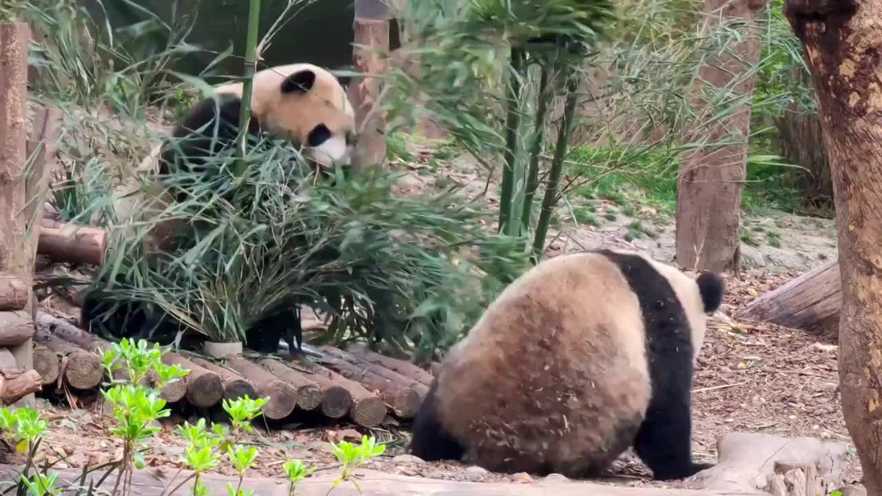 四川成都大熊猫繁育研究基地嬉戏的大熊猫视频素材