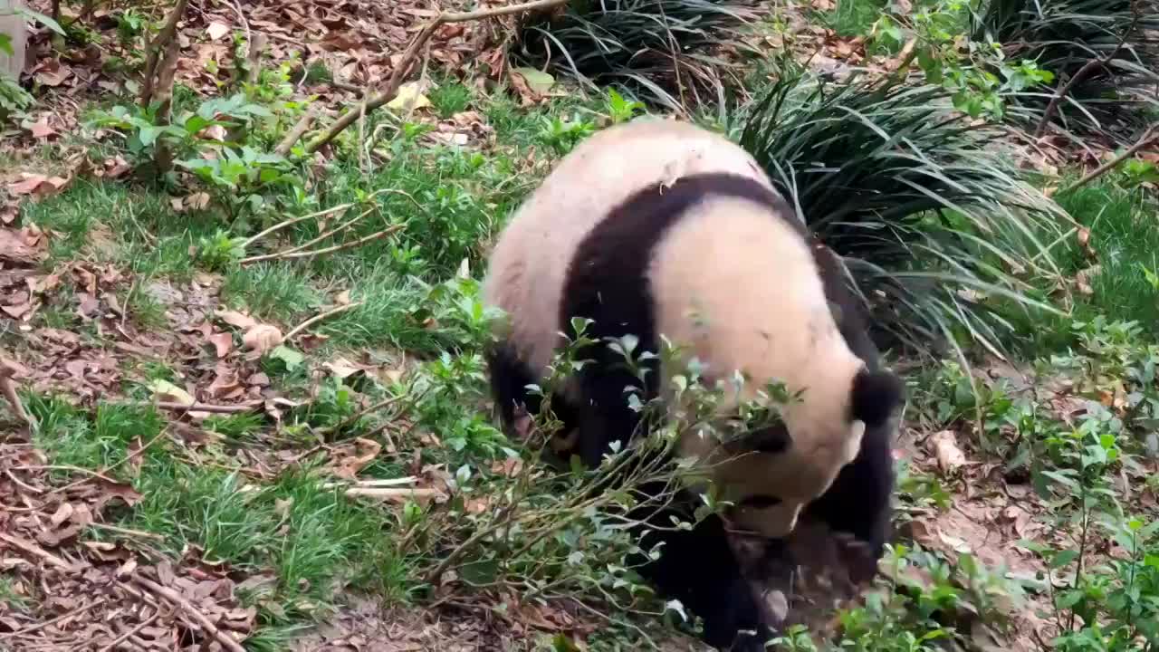 四川成都大熊猫繁育研究基地大熊猫视频素材