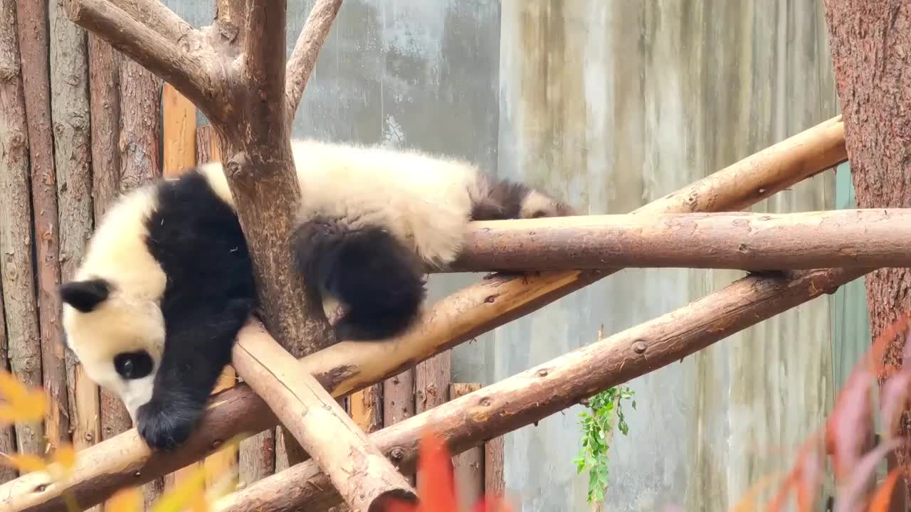 四川成都大熊猫繁育研究基地爬树的小熊猫视频素材