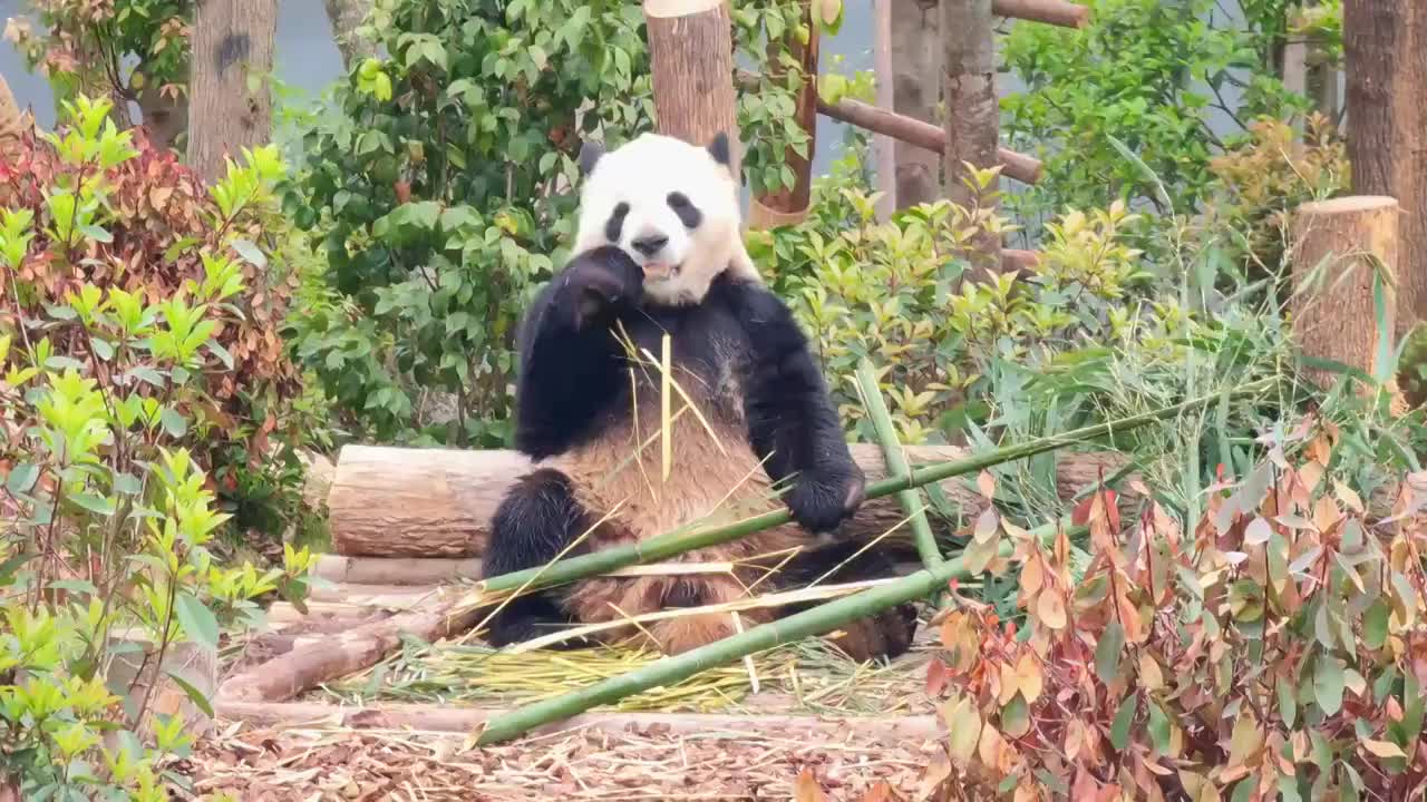 四川成都大熊猫繁育研究基地吃竹子的大熊猫视频素材