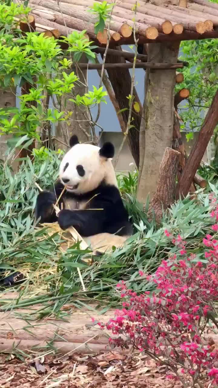 四川成都大熊猫繁育研究基地吃竹子的大熊猫视频素材