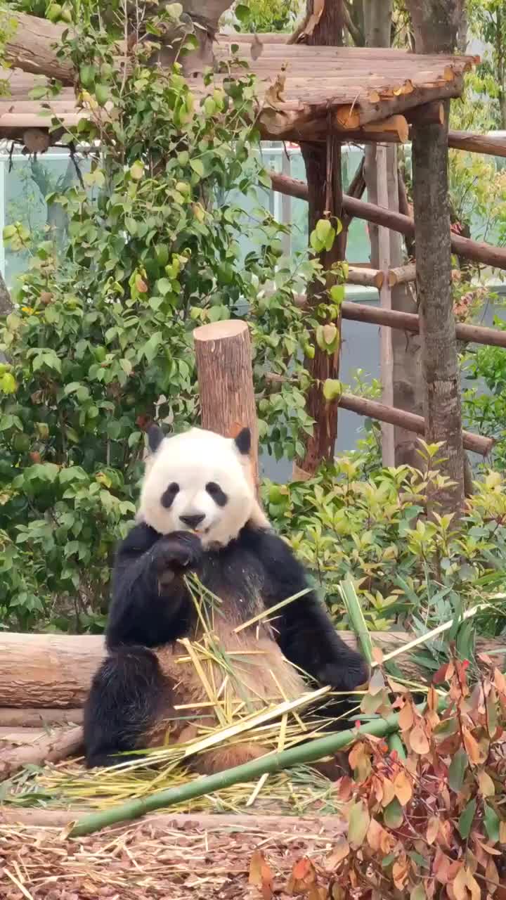 四川成都大熊猫繁育研究基地吃竹子的大熊猫视频素材