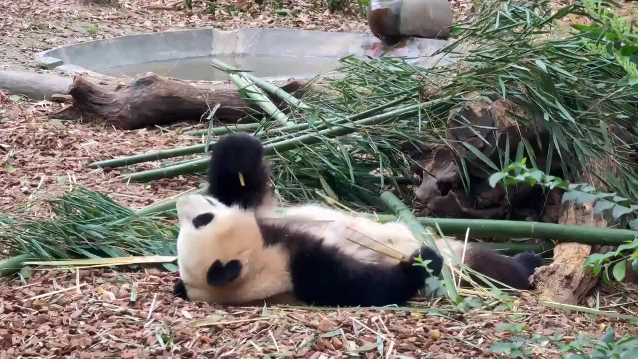 四川成都大熊猫繁育研究基地吃竹子的大熊猫视频素材