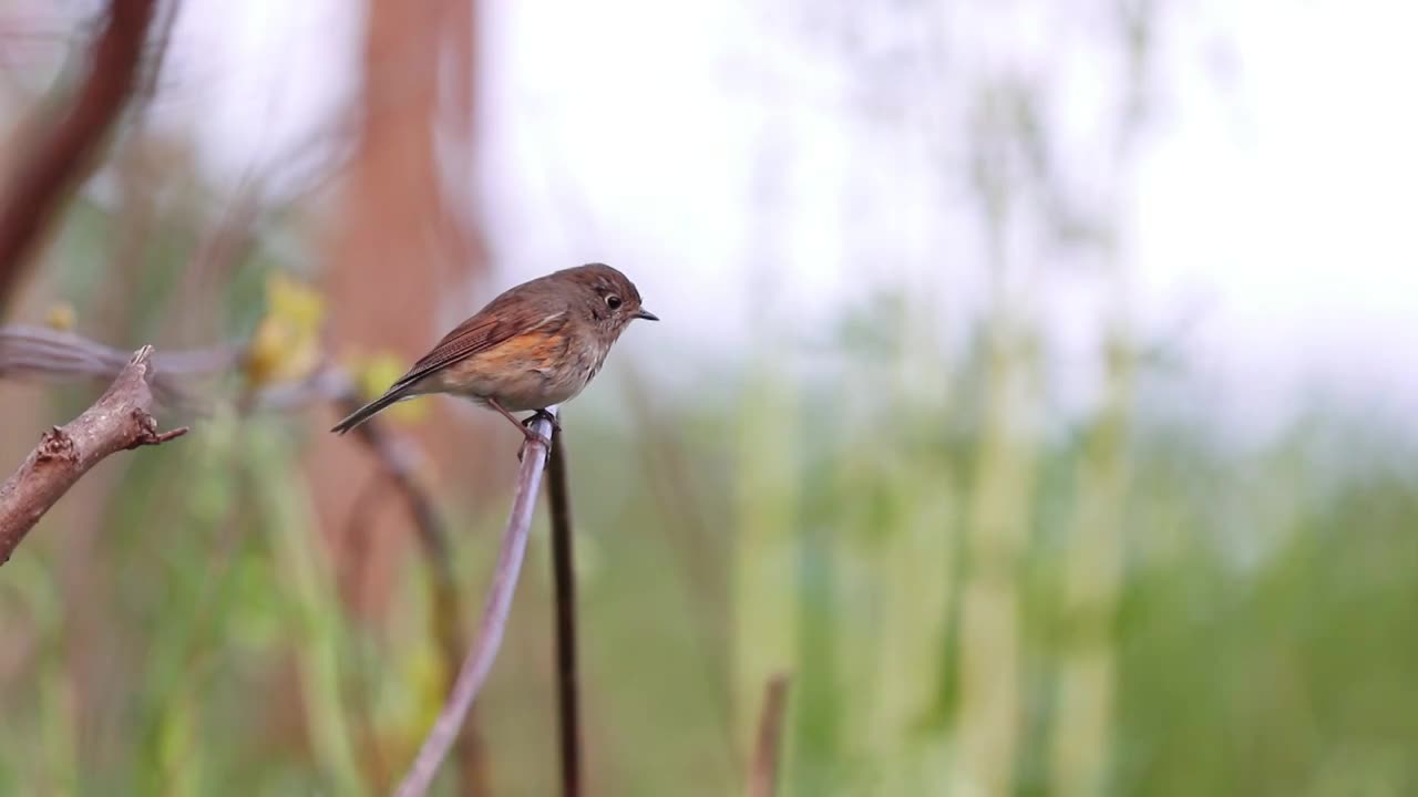 红胁蓝尾鸲视频素材