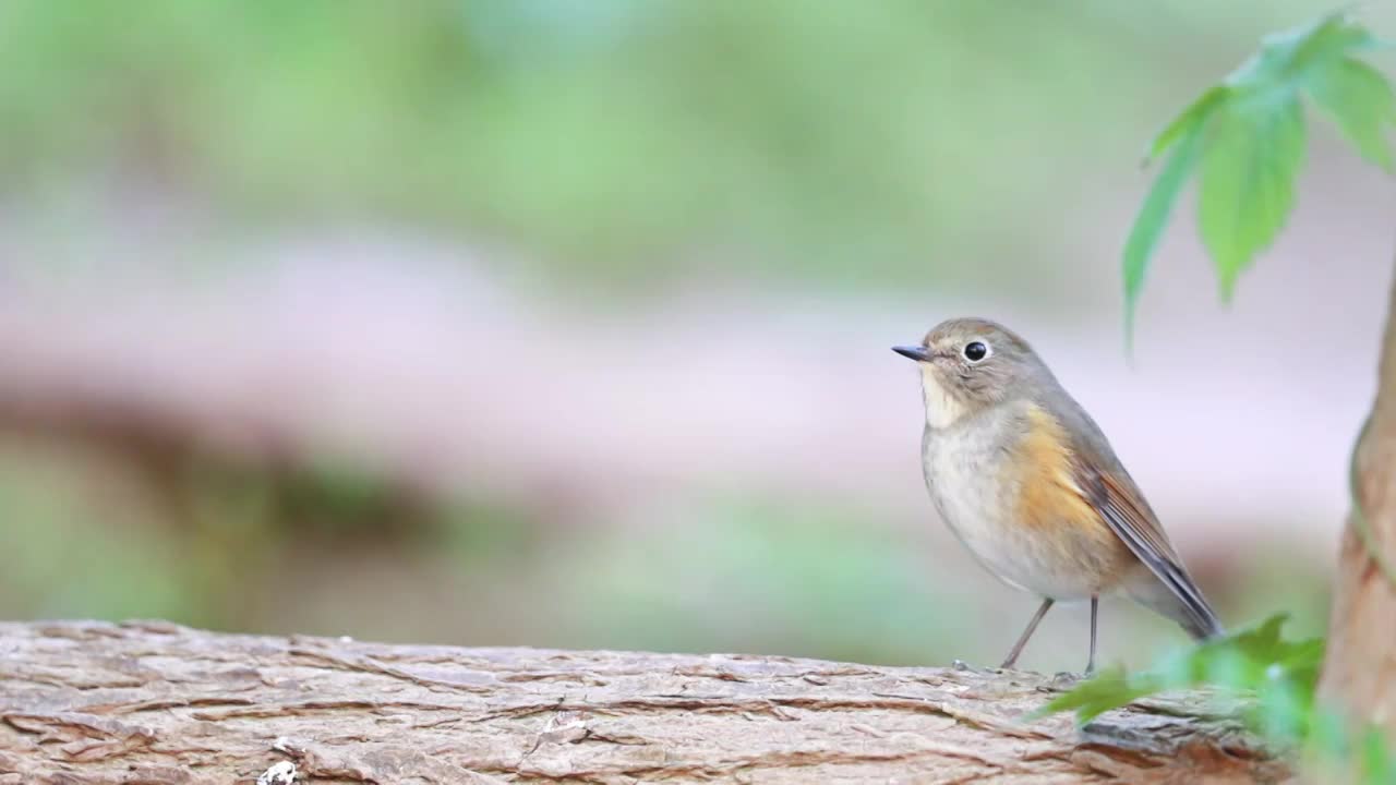 红胁蓝尾鸲视频素材