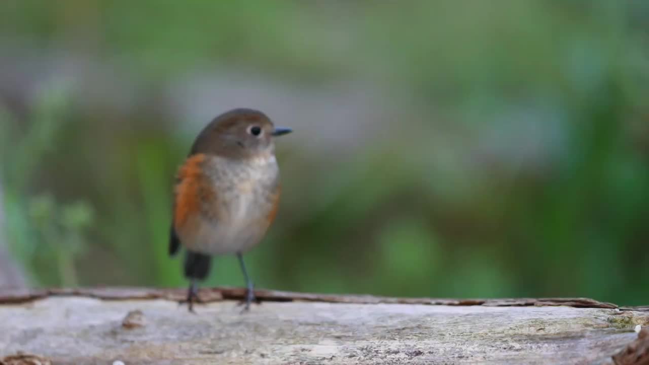 红胁蓝尾鸲视频素材