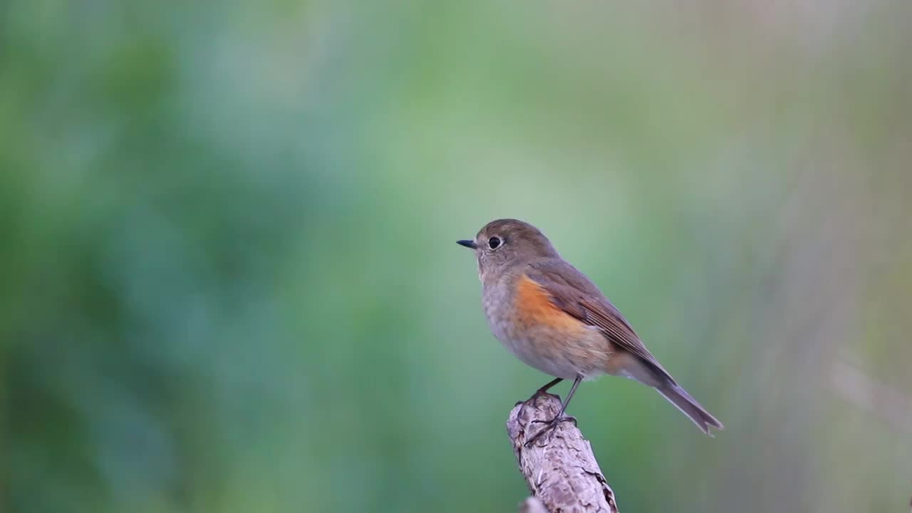 红胁蓝尾鸲视频素材