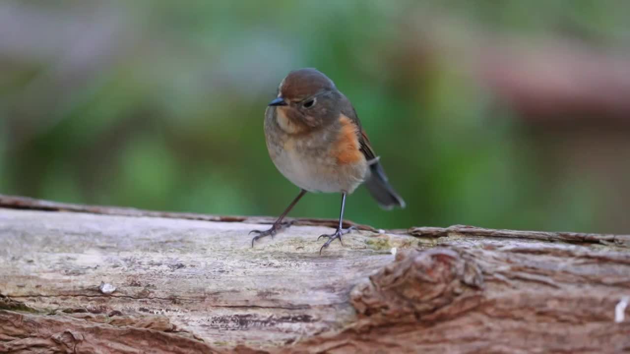 红胁蓝尾鸲视频素材