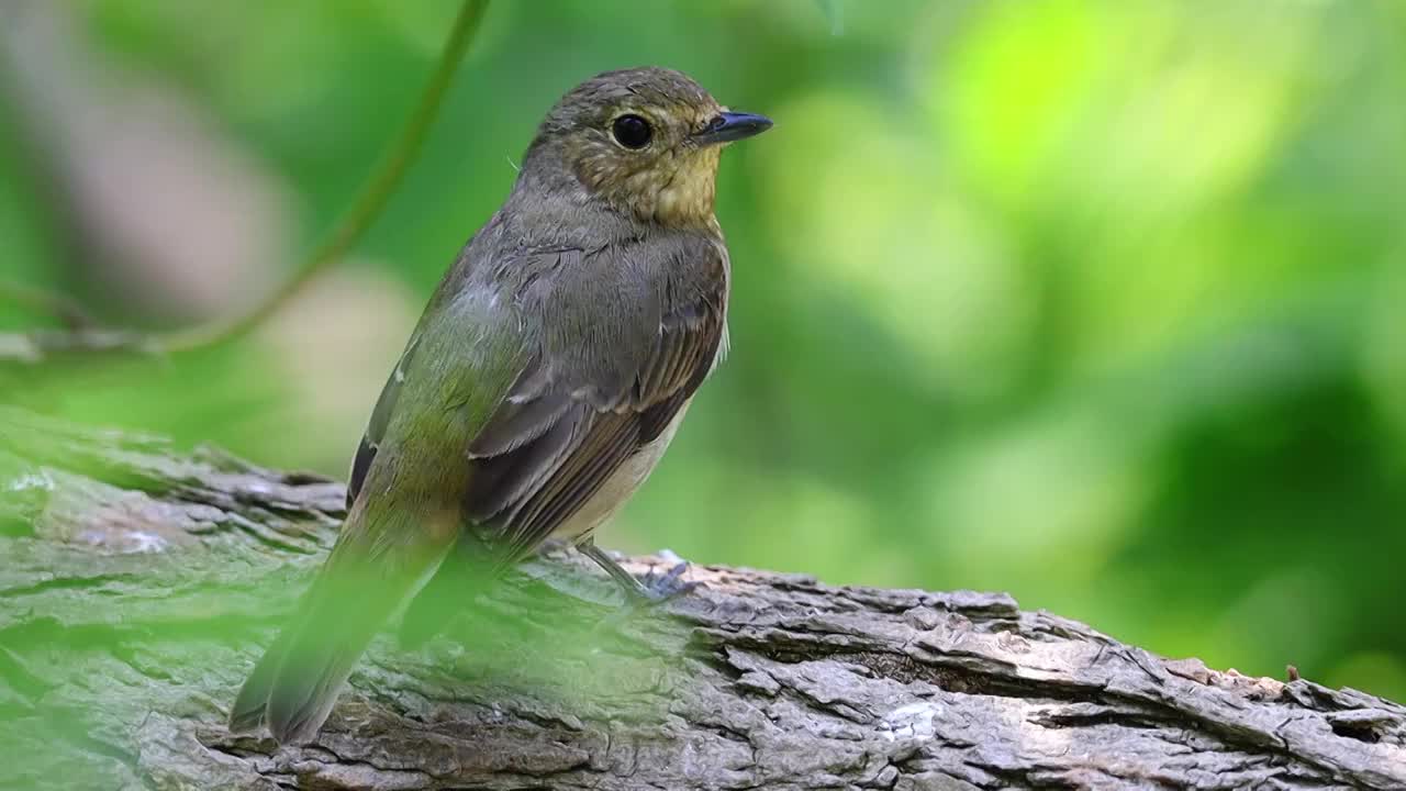 红胁蓝尾鸲视频素材