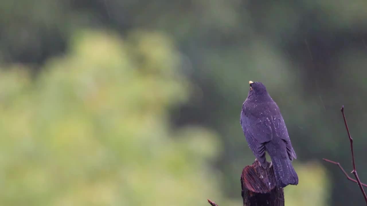 孤独在雨中视频素材