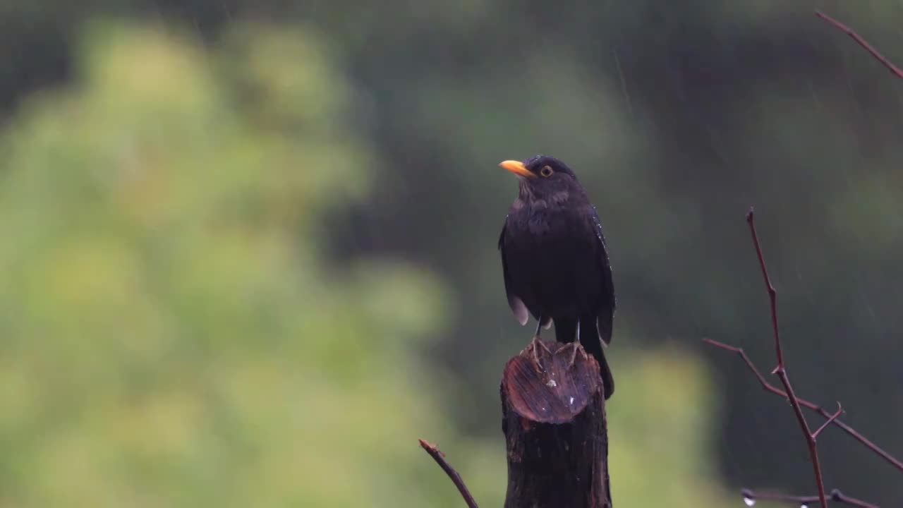 孤独在雨中视频素材