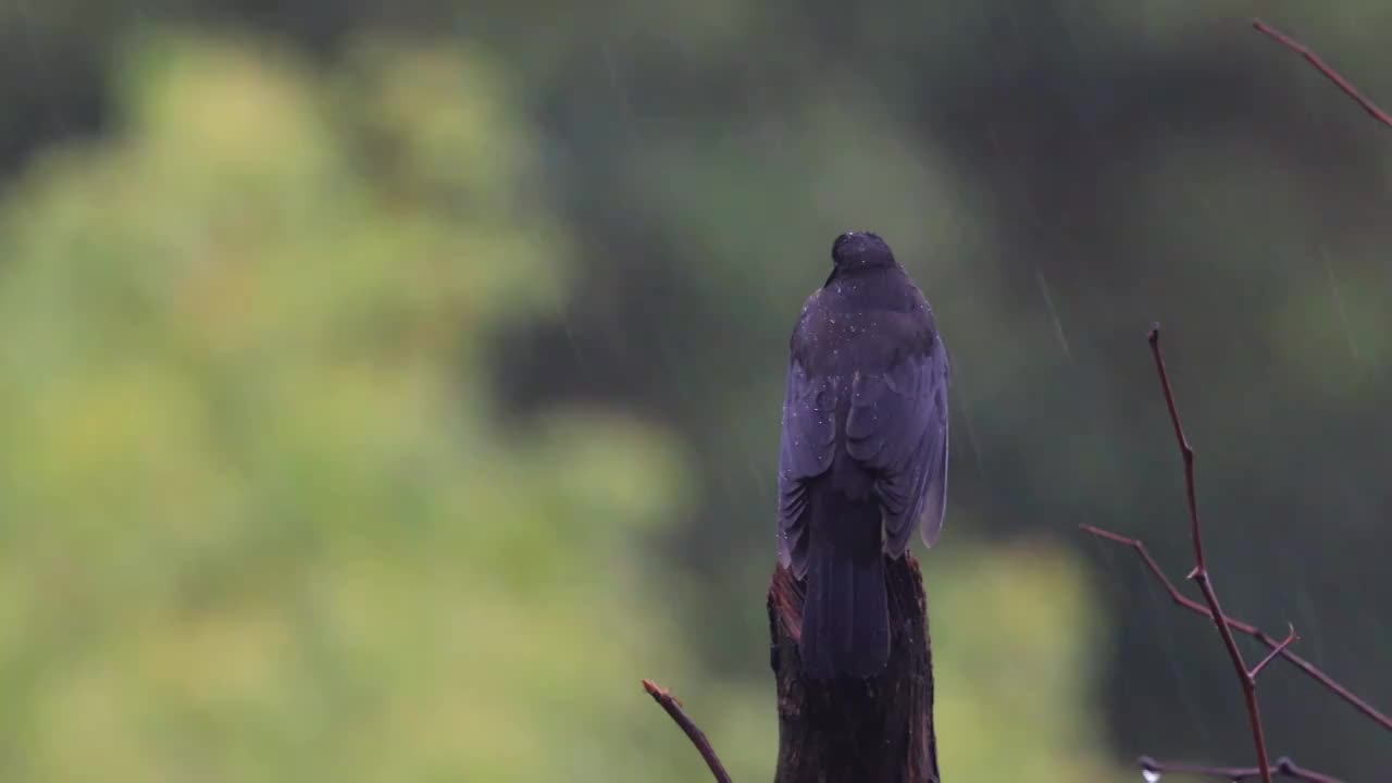 孤独在雨中视频素材