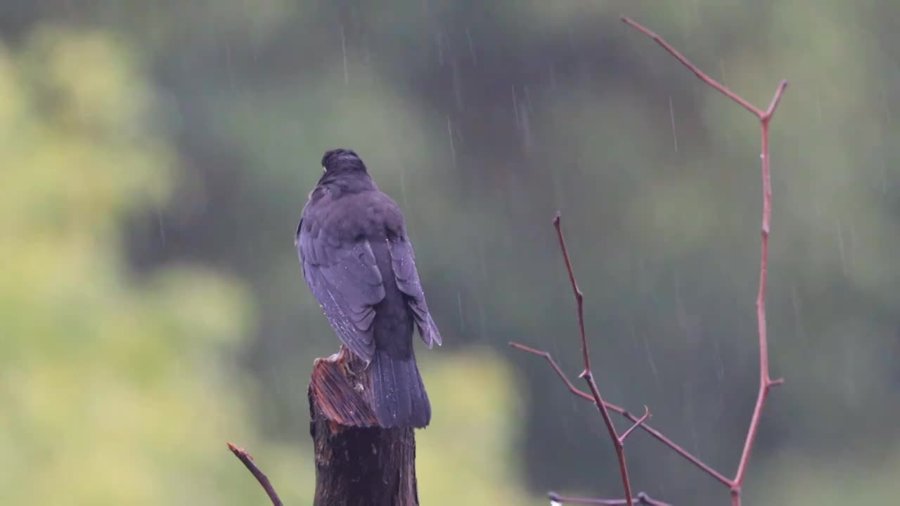 孤独在雨中视频素材