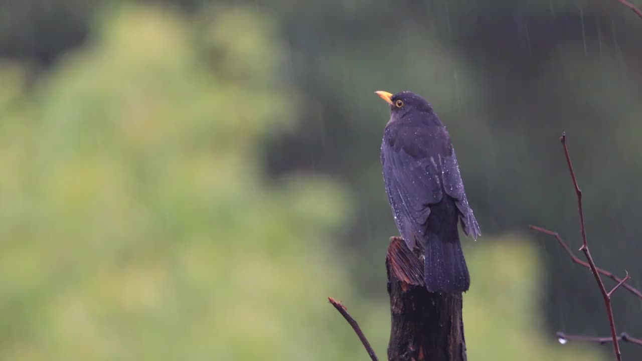 孤独在雨中视频素材