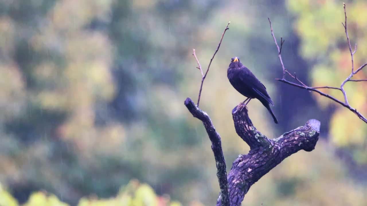 孤独在雨中视频素材