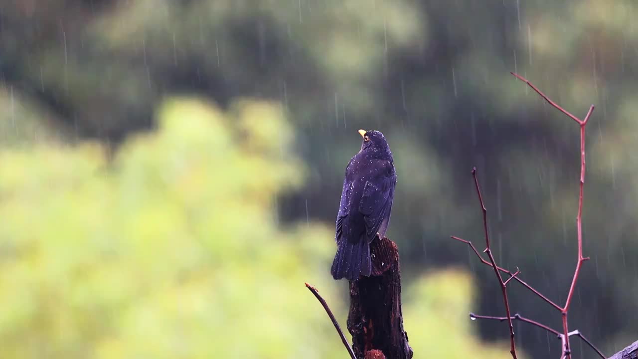 孤独在雨中视频素材