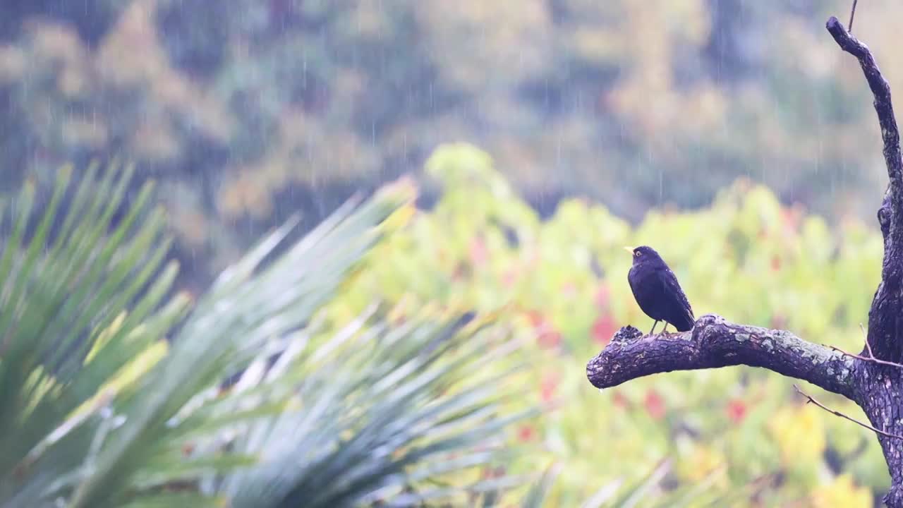 孤独在雨中视频素材