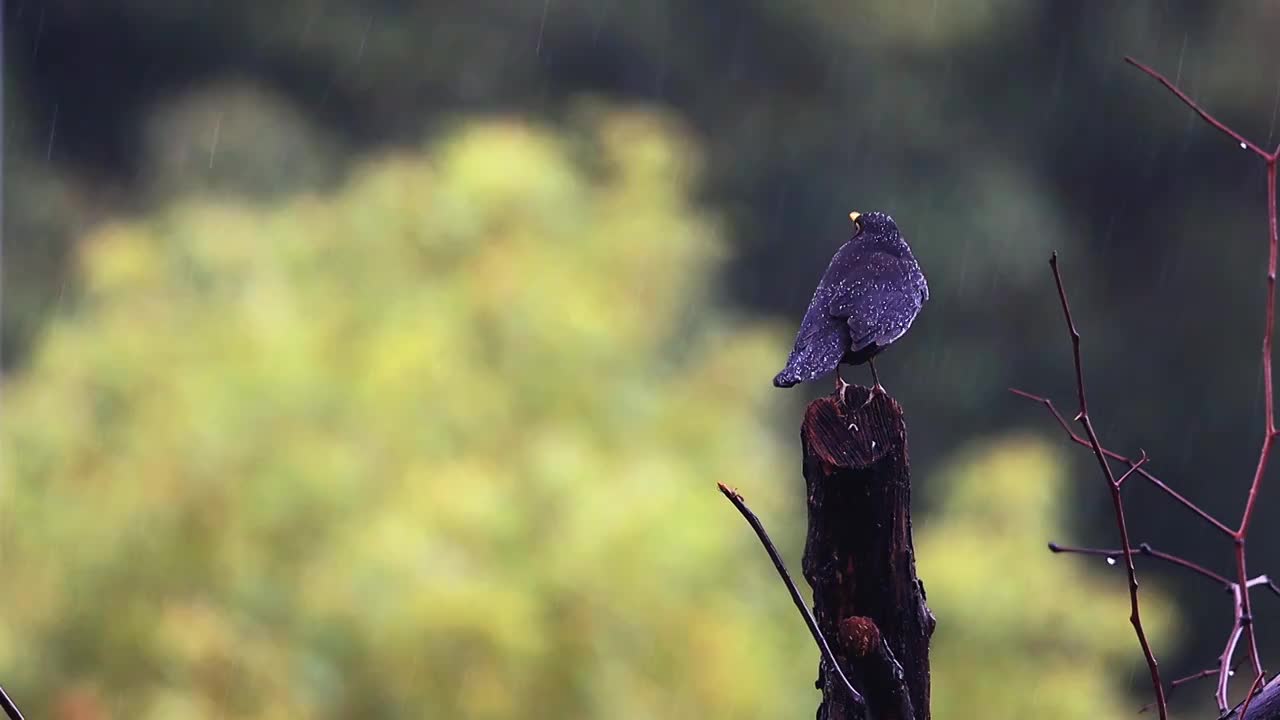 孤独在雨中视频素材