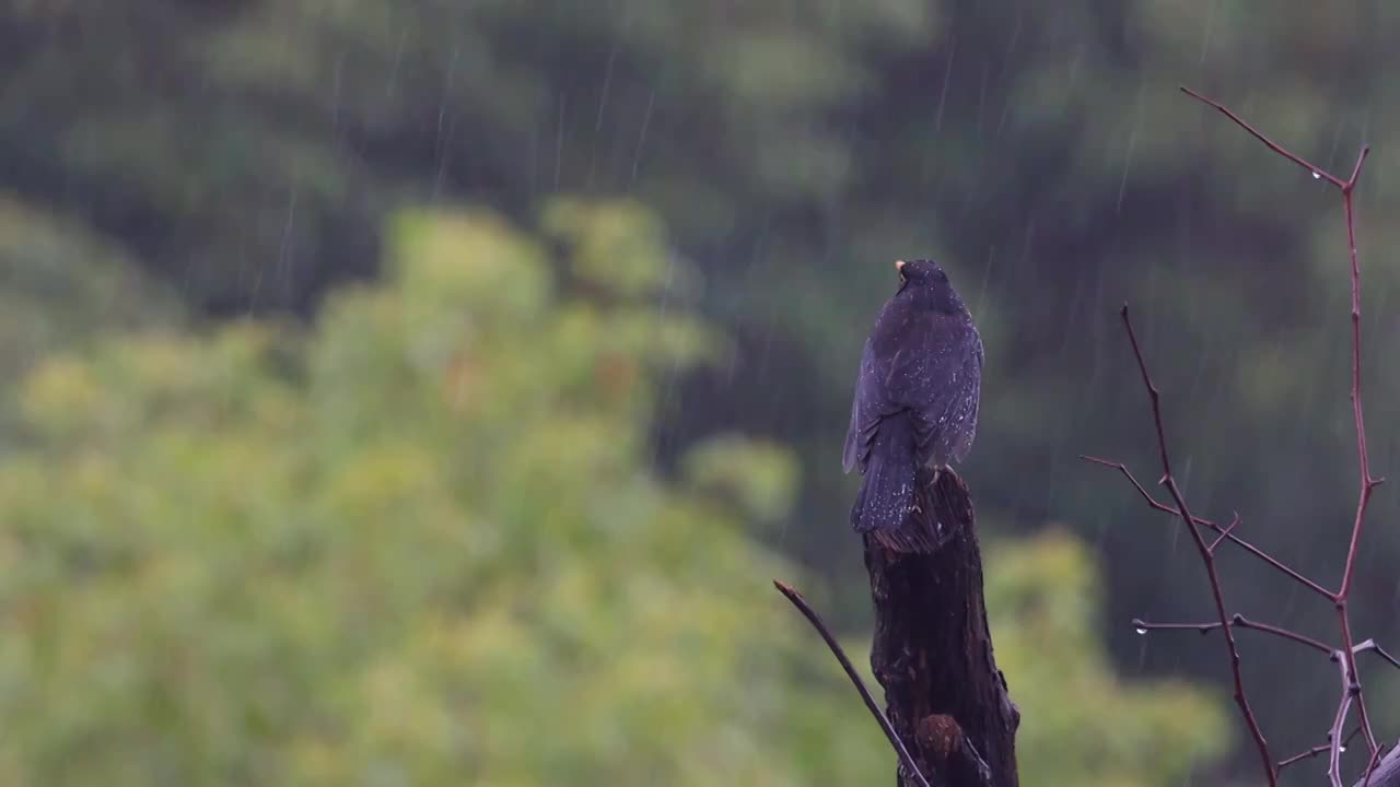 孤独在雨中视频素材