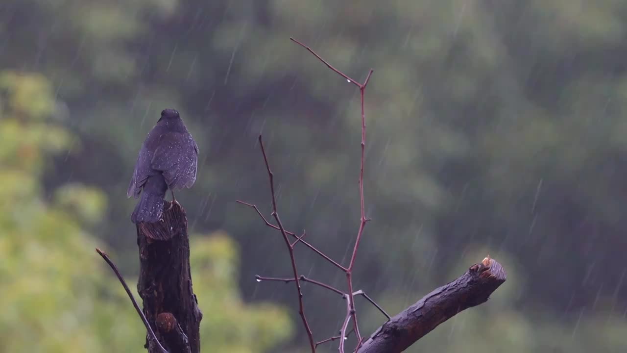 孤独在雨中视频素材