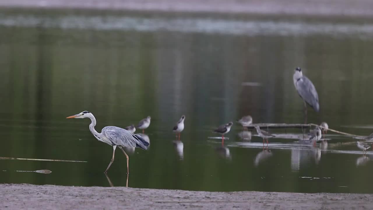 鸟群 birds视频素材