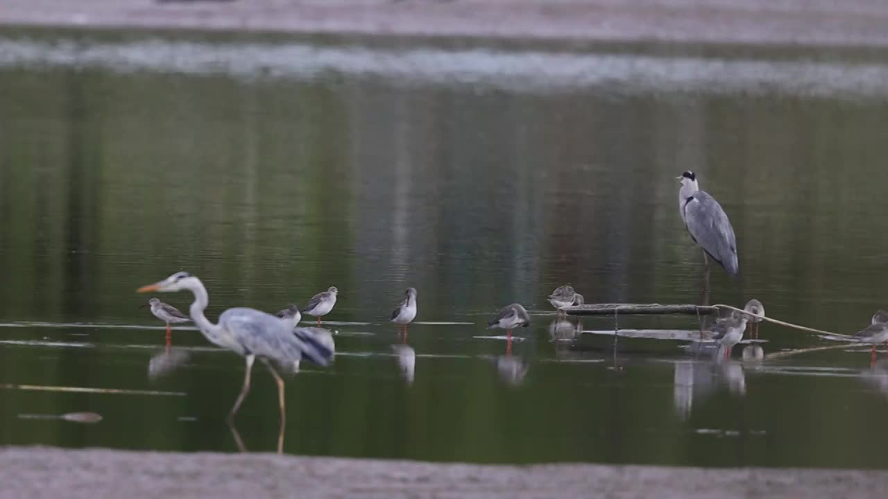 鸟群 birds视频素材