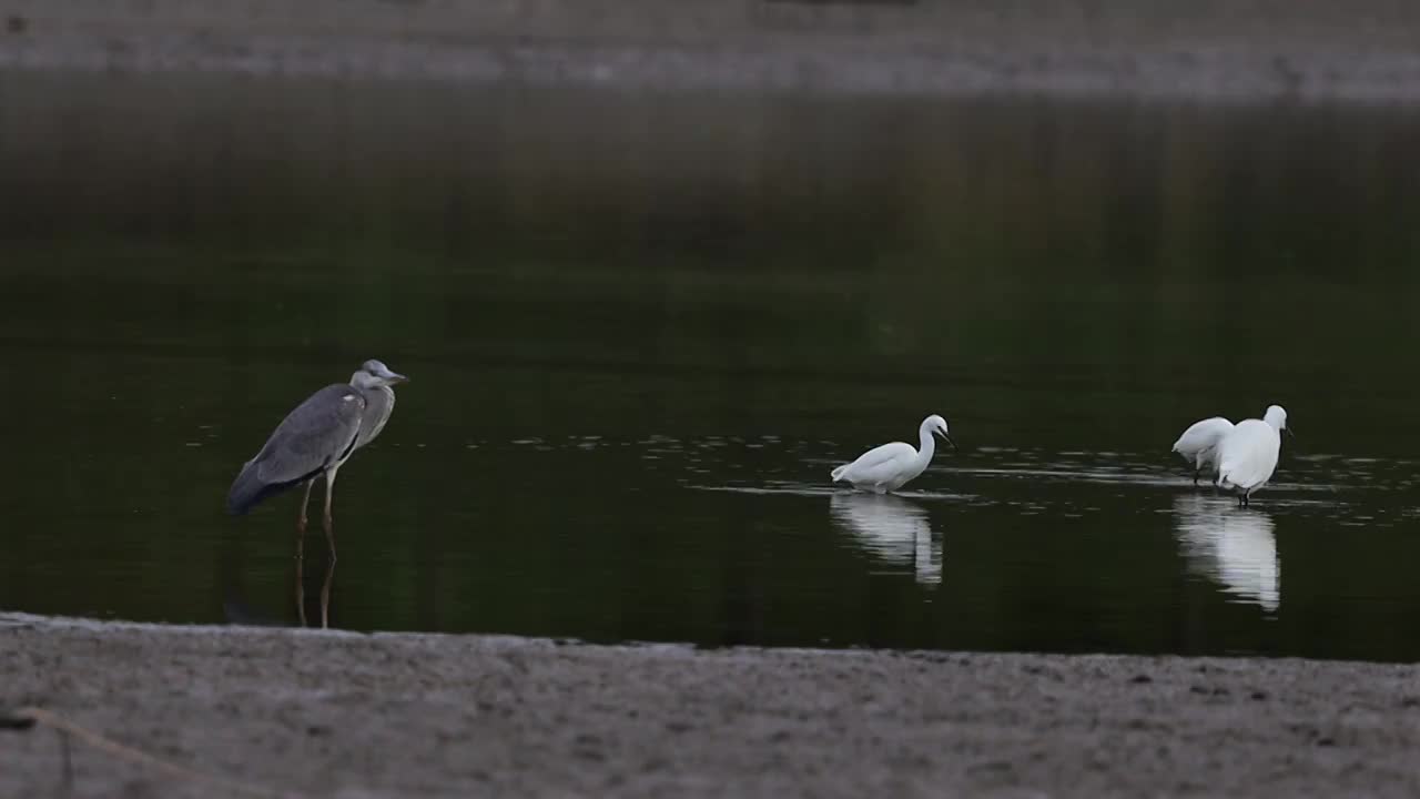 鸟群 birds视频素材