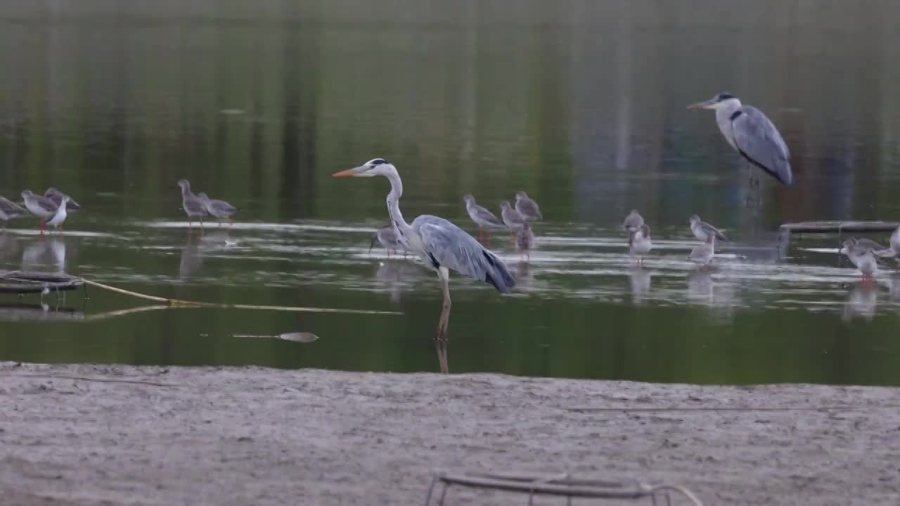 鸟群 birds视频素材