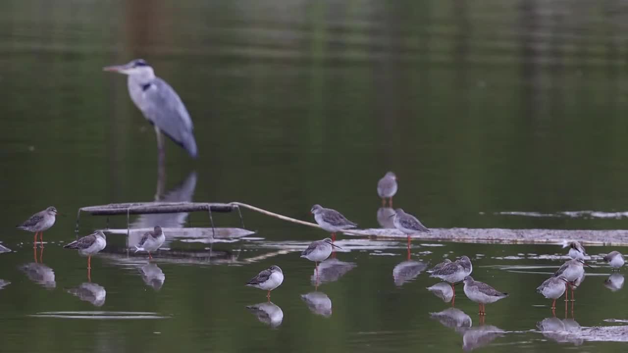 鸟群 birds视频素材