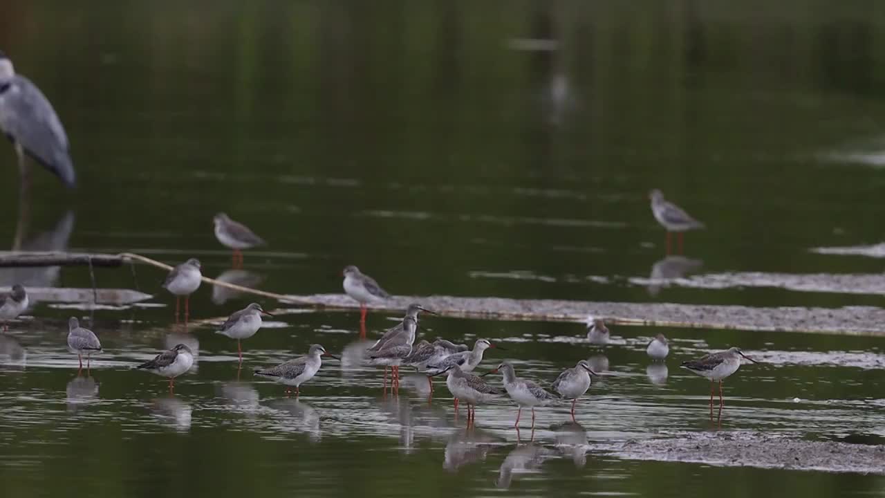 鸟群 birds视频素材