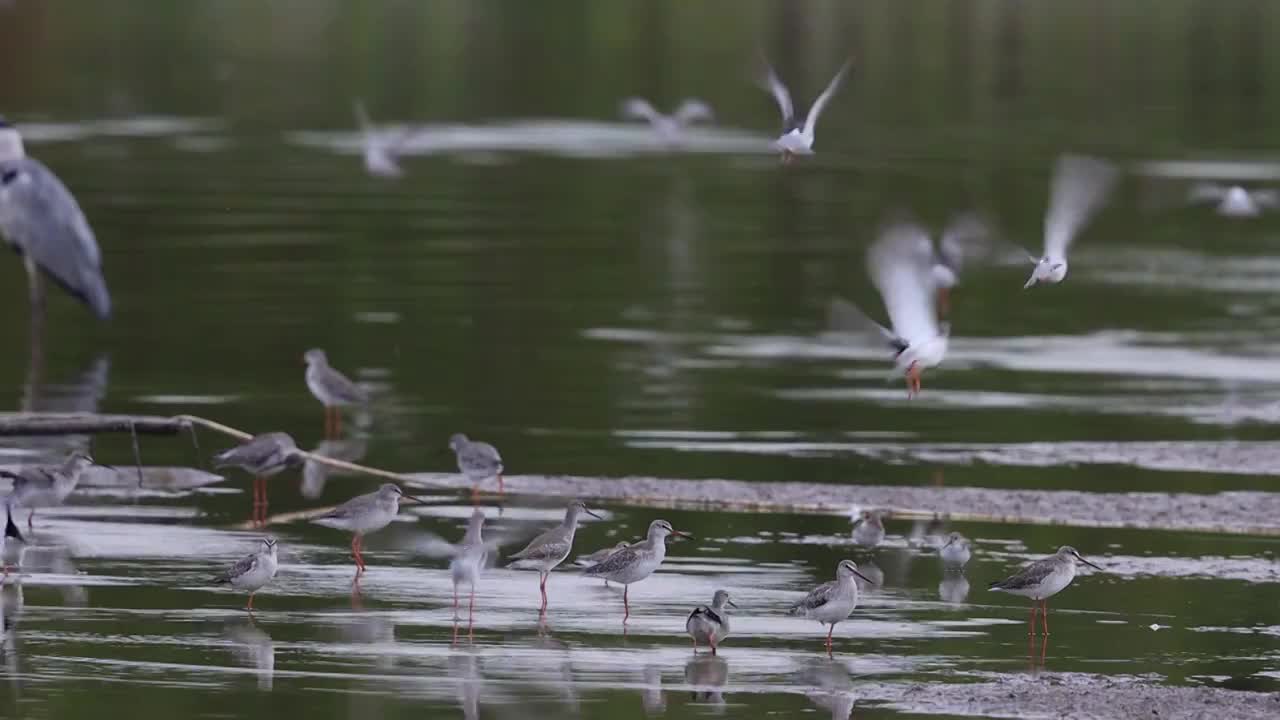 鸟群 birds视频素材