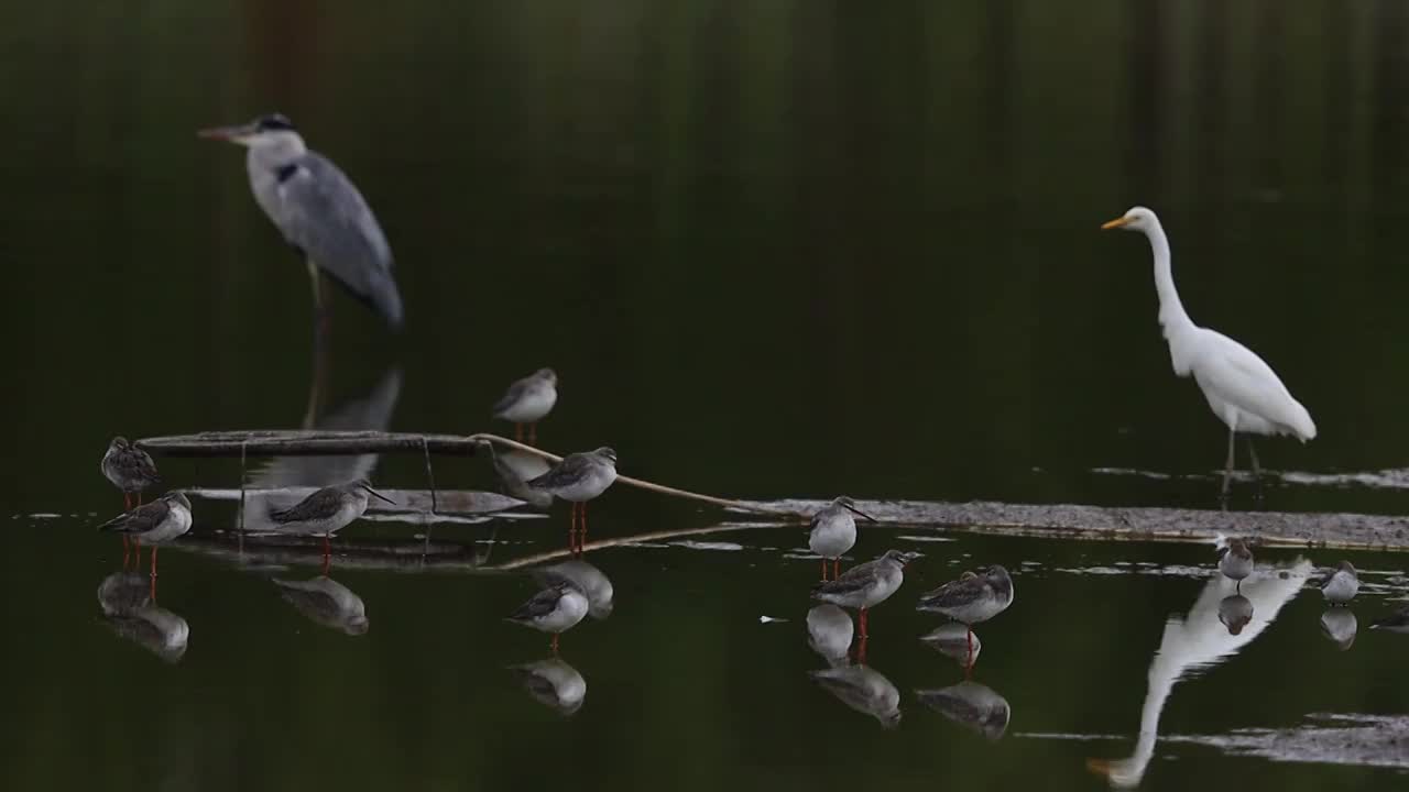 鸟群 birds视频素材