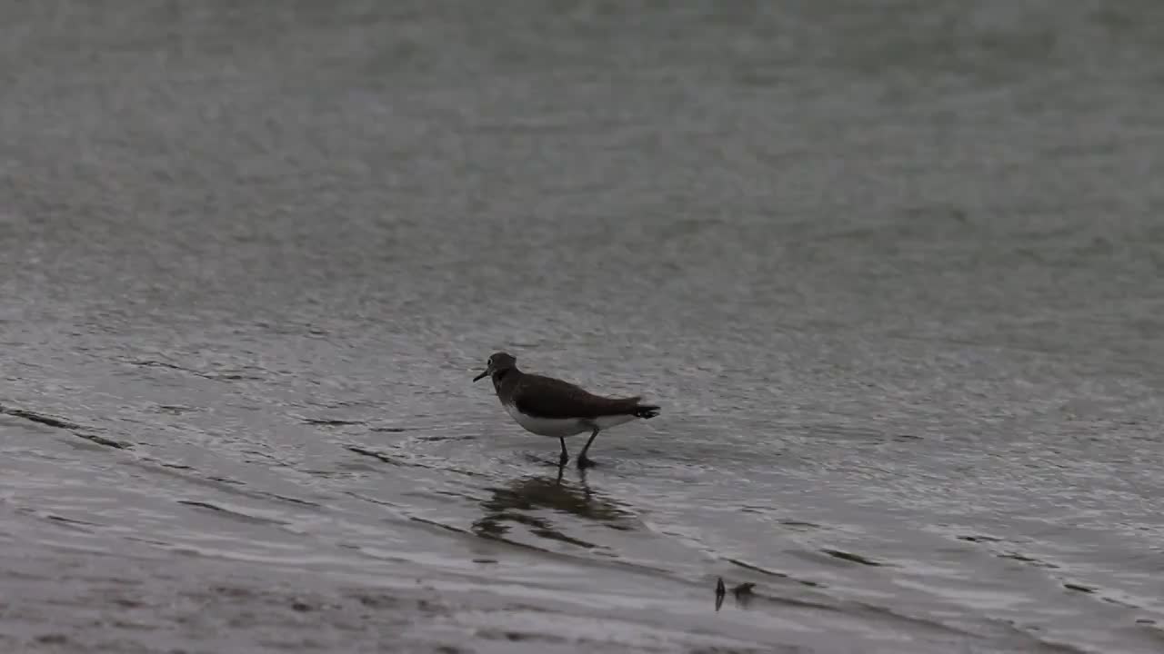 鸟群 birds视频素材